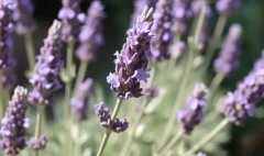 lavanda para que sirve y como se prepara