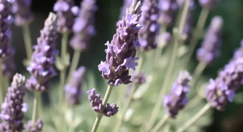 lavanda para que sirve y como se prepara