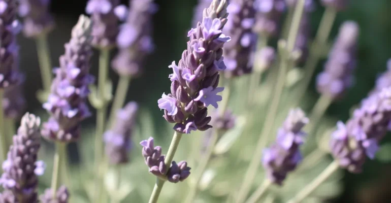 lavanda para que sirve y como se prepara